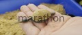 FISHMEAL 3.jpg